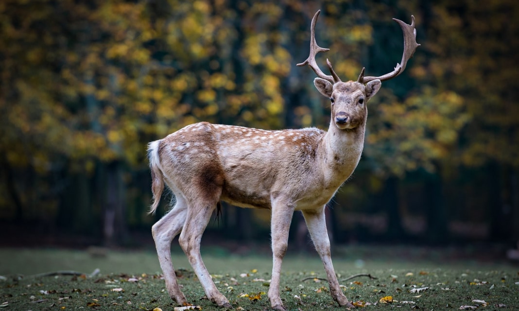 Gdzie jest najwięcej jeleni w Polsce?