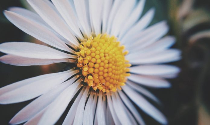 Jak długo działa relanium? - Sikora art